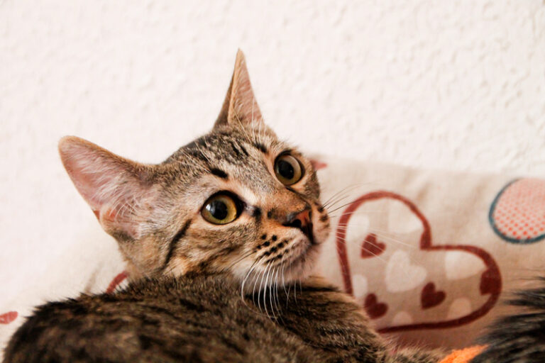 multimedia-foto59932-622-1