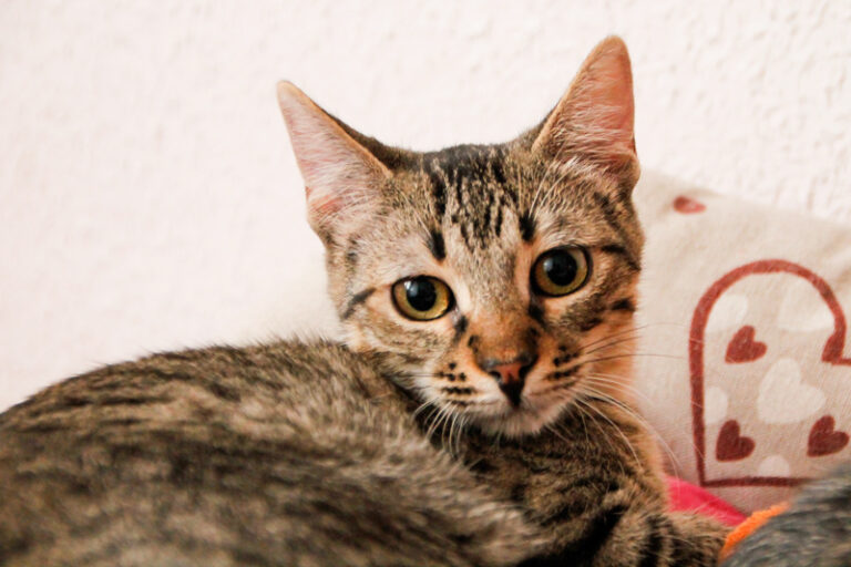 multimedia-foto59933-622-1