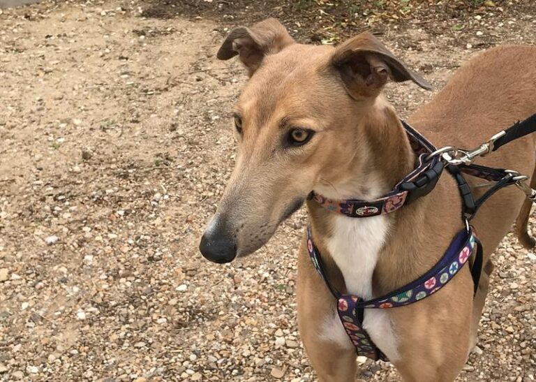 multimedia-foto60004-451-1