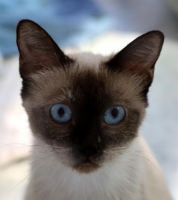 multimedia-foto60009-699-1