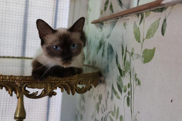 multimedia-foto60010-699-1