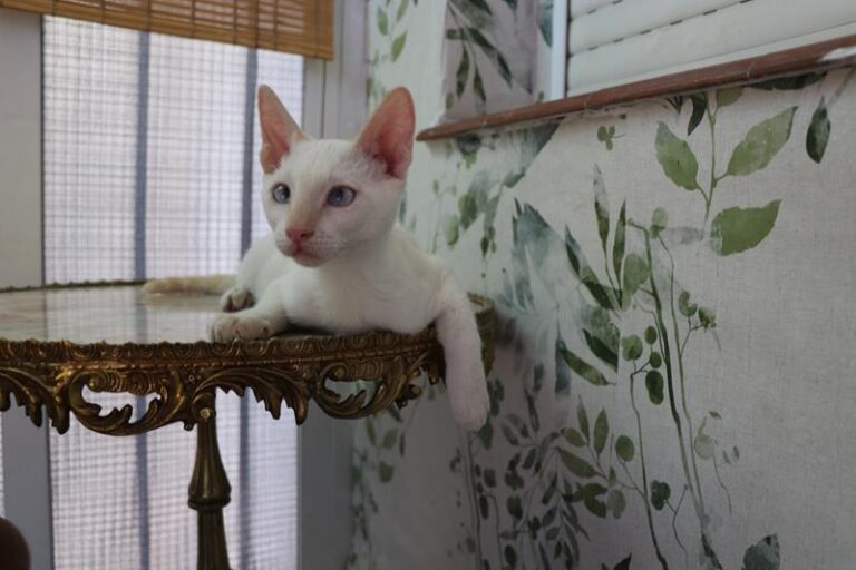 multimedia-foto60020-540-1