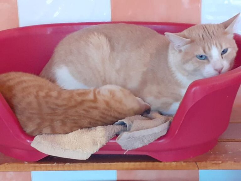 multimedia-foto60089-430-1