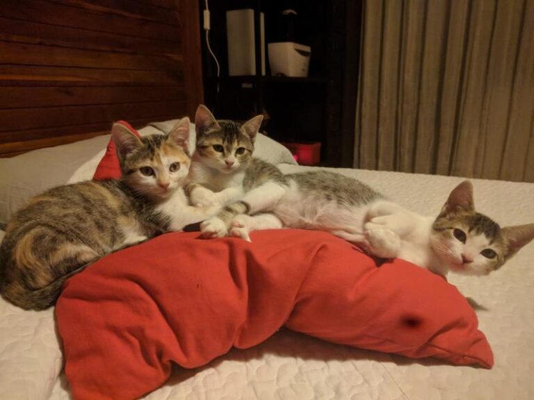 multimedia-foto60093-585-1