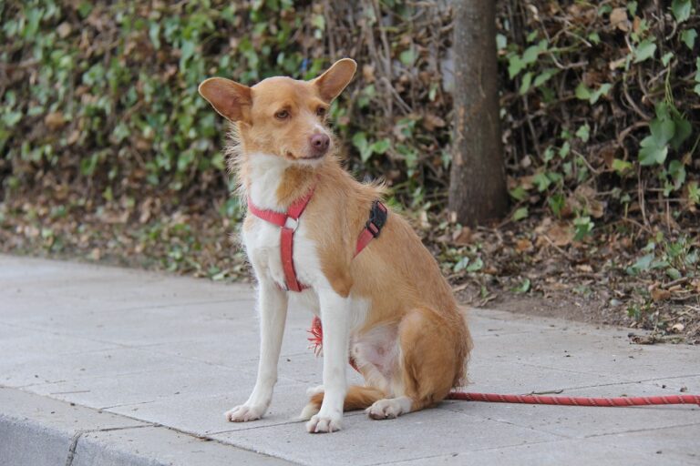 multimedia-foto60236-194-1