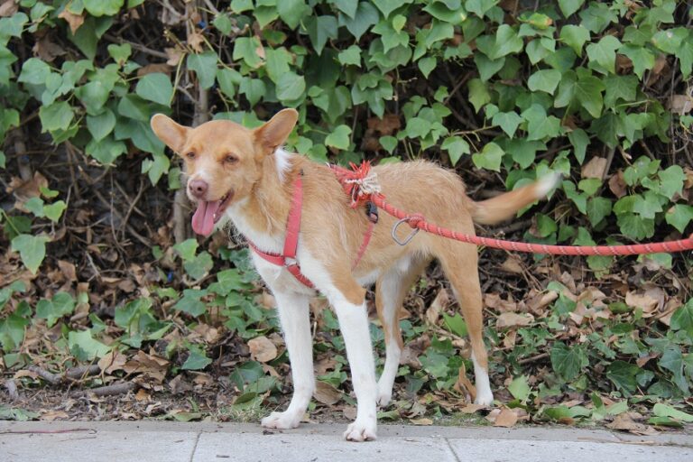 multimedia-foto60237-194-1