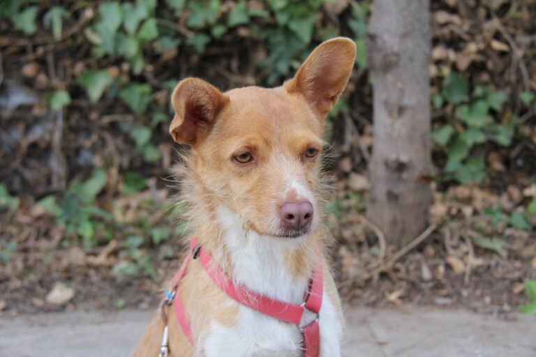 multimedia-foto60238-194-1