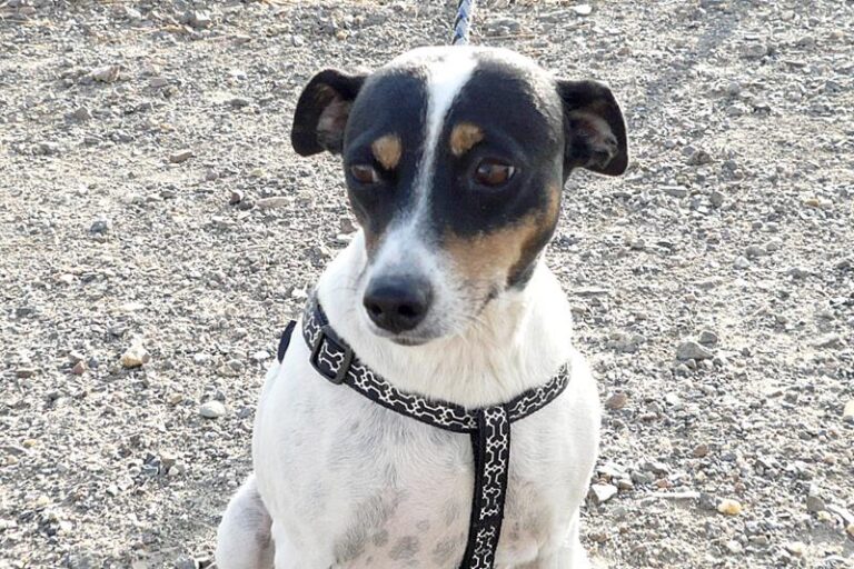 multimedia-foto60271-967-1