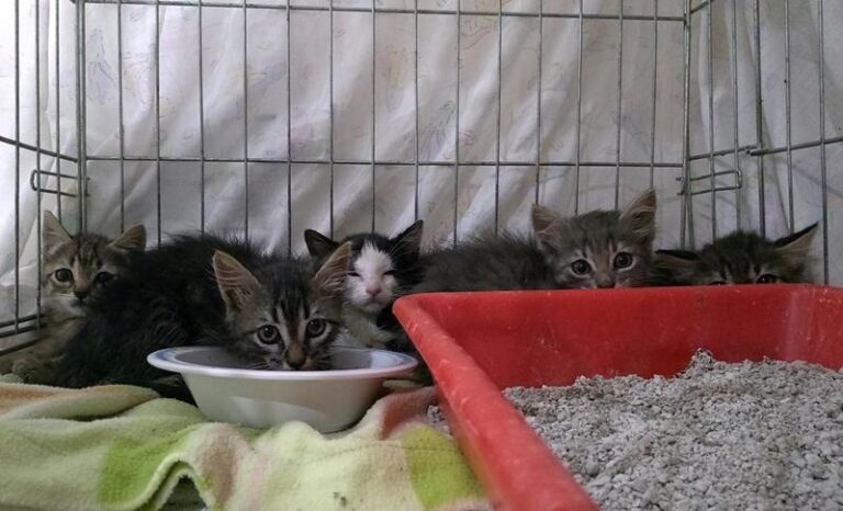 multimedia-foto60274-782-1