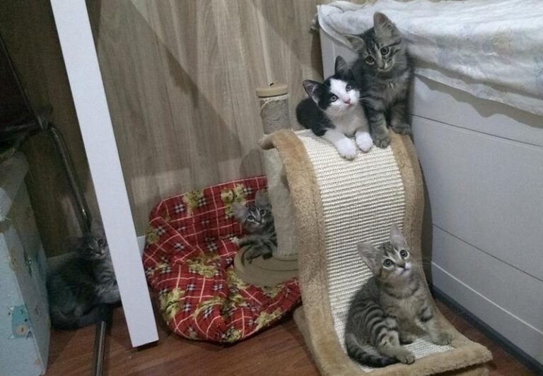 multimedia-foto60275-782-1