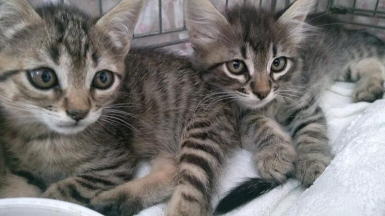 multimedia-foto60276-782-1