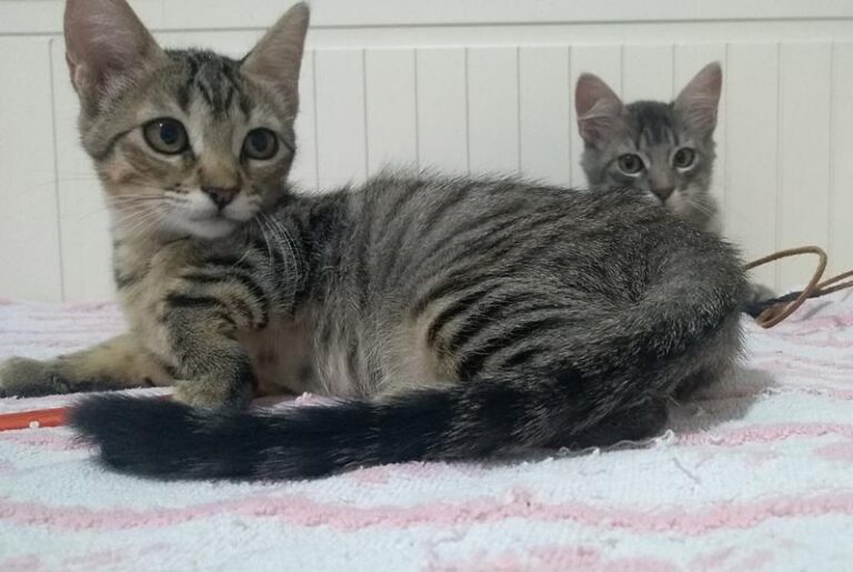 multimedia-foto60277-782-1