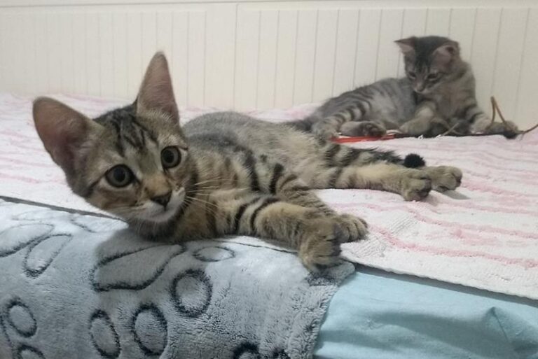 multimedia-foto60278-782-1