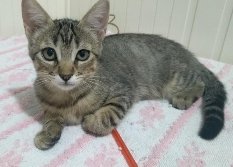 multimedia-foto60281-831-1