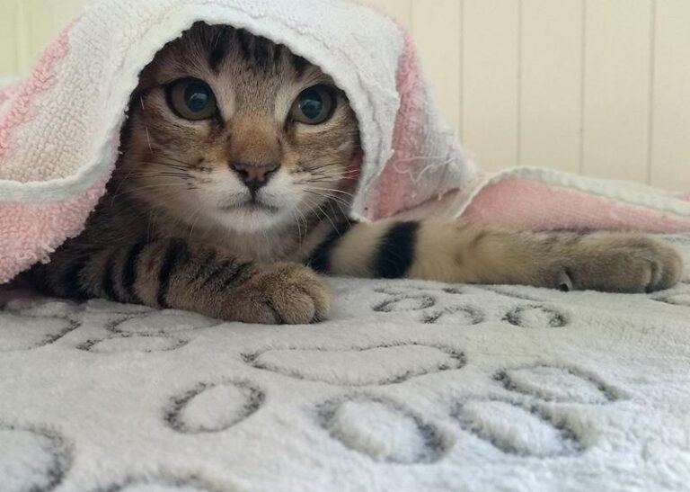 multimedia-foto60285-832-1