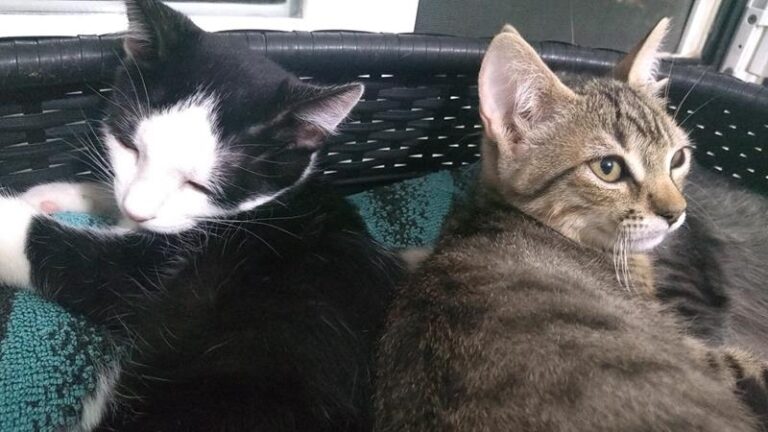 multimedia-foto60287-832-1