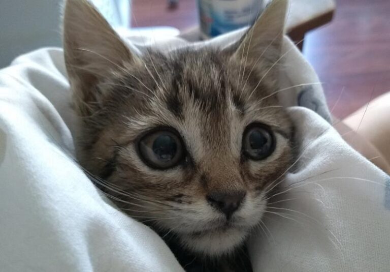 multimedia-foto60288-832-1