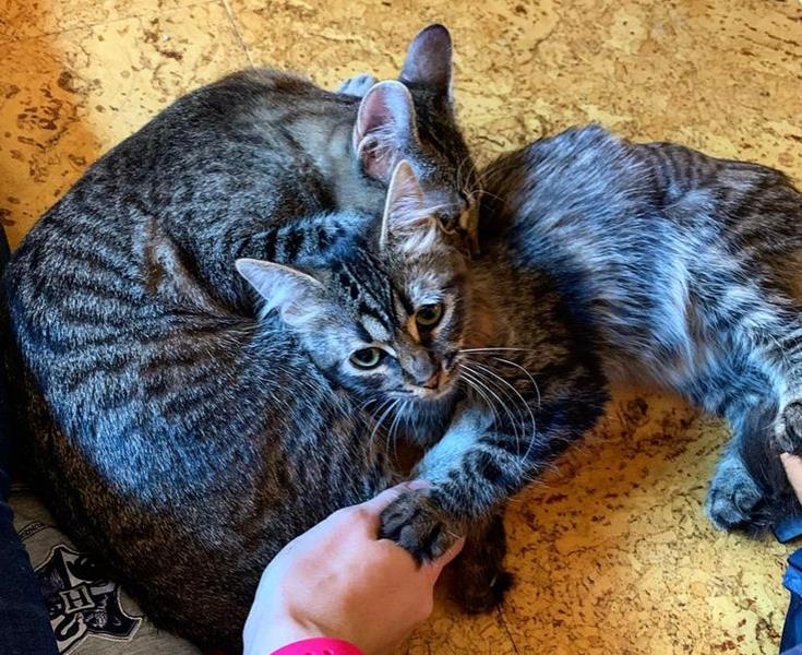 multimedia-foto60367-447-1