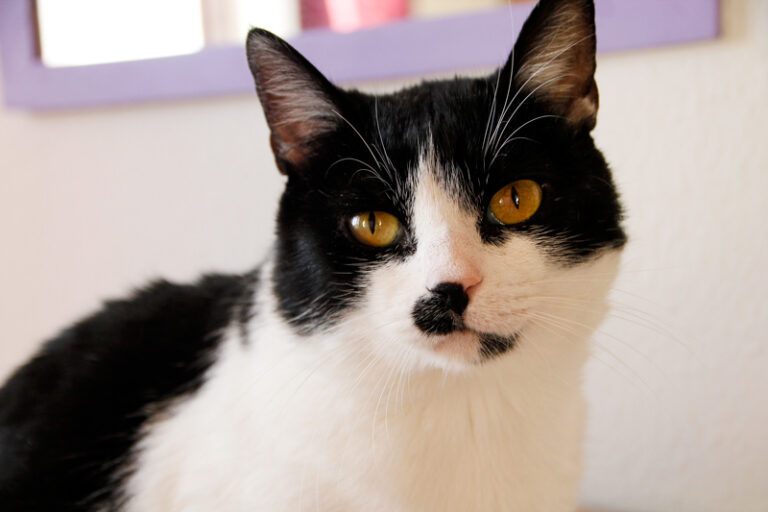 multimedia-foto60417-674-1