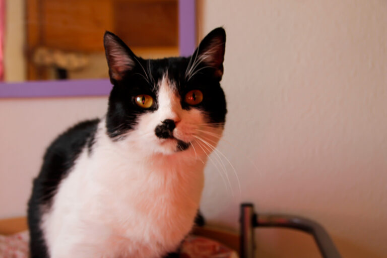 multimedia-foto60418-675-1