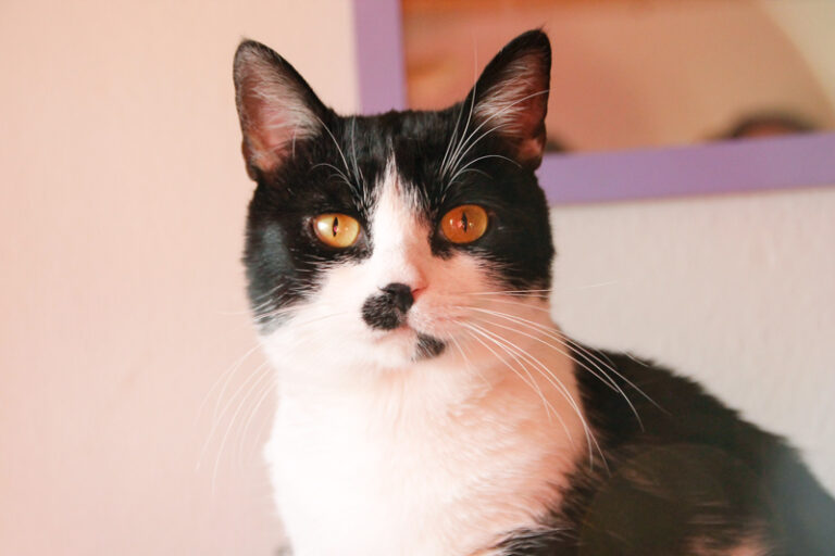 multimedia-foto60419-675-1