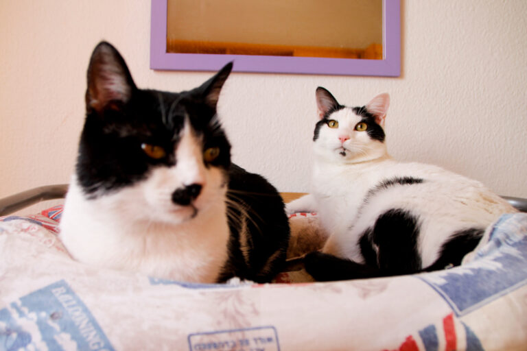 multimedia-foto60422-923-1