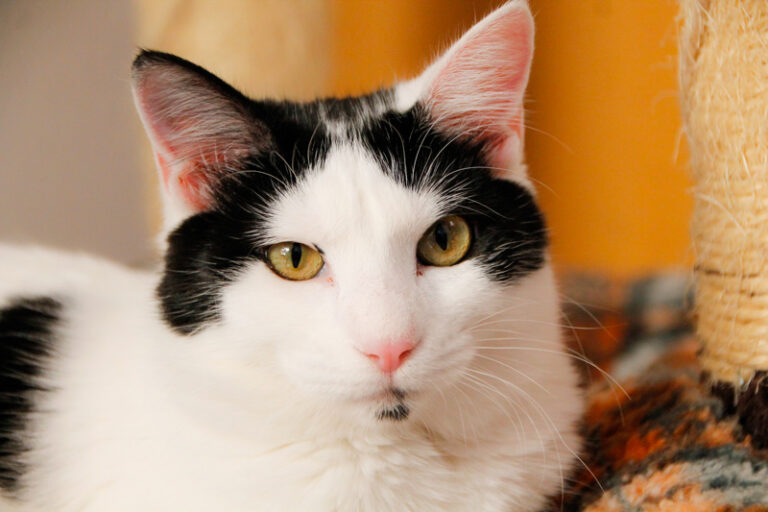 multimedia-foto60424-923-1