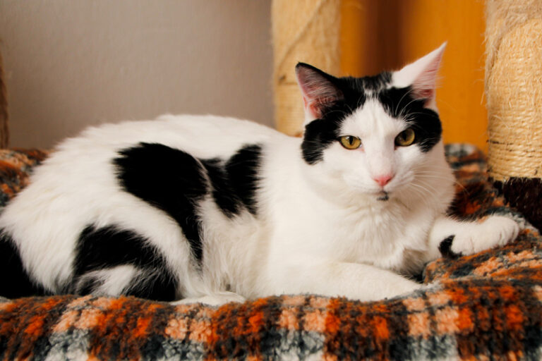 multimedia-foto60426-924-1