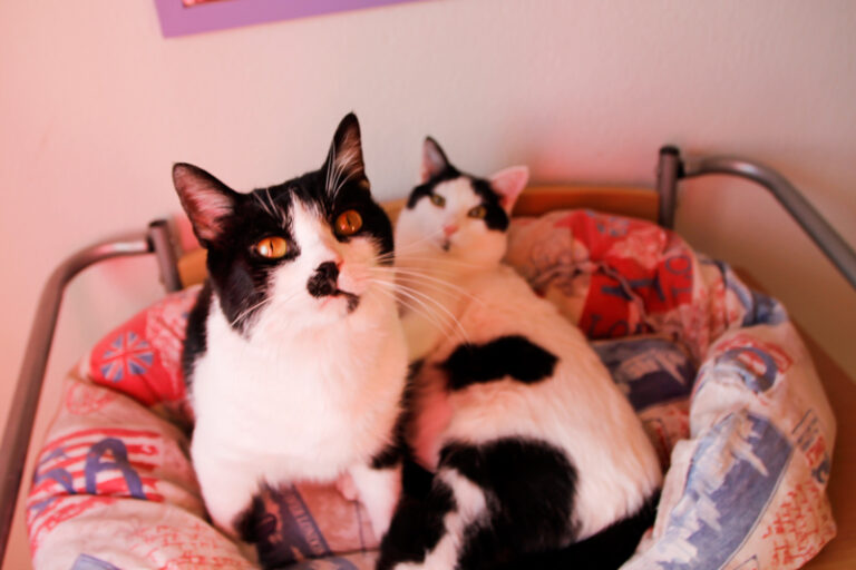 multimedia-foto60430-36-1