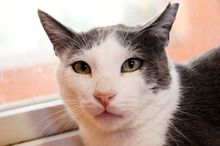 multimedia-foto60435-189-1