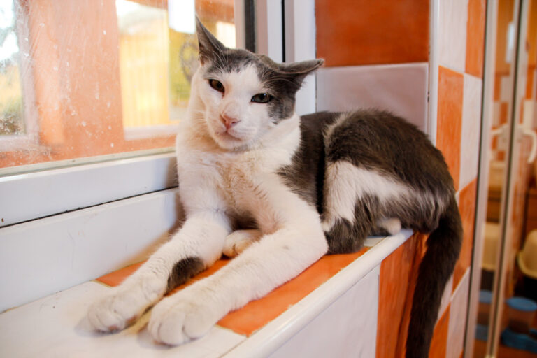 multimedia-foto60436-189-1