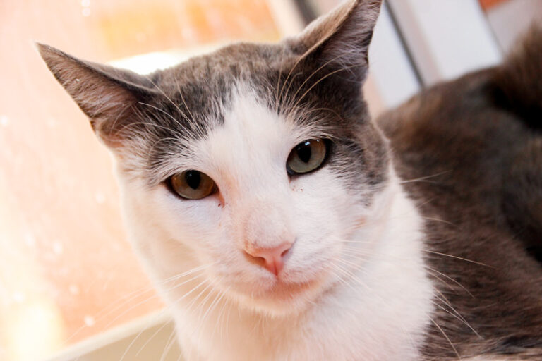 multimedia-foto60437-190-1