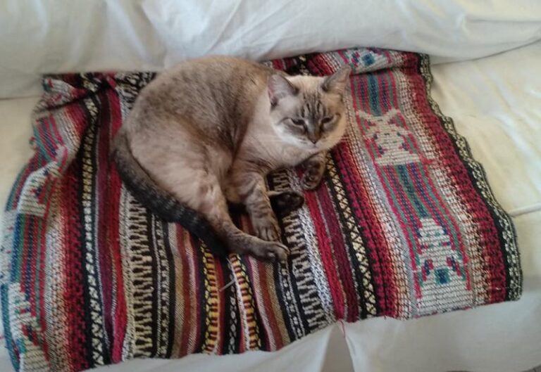 multimedia-foto60441-491-1