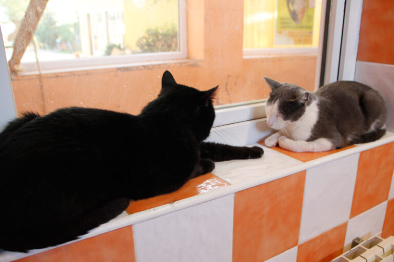 multimedia-foto60443-645-1