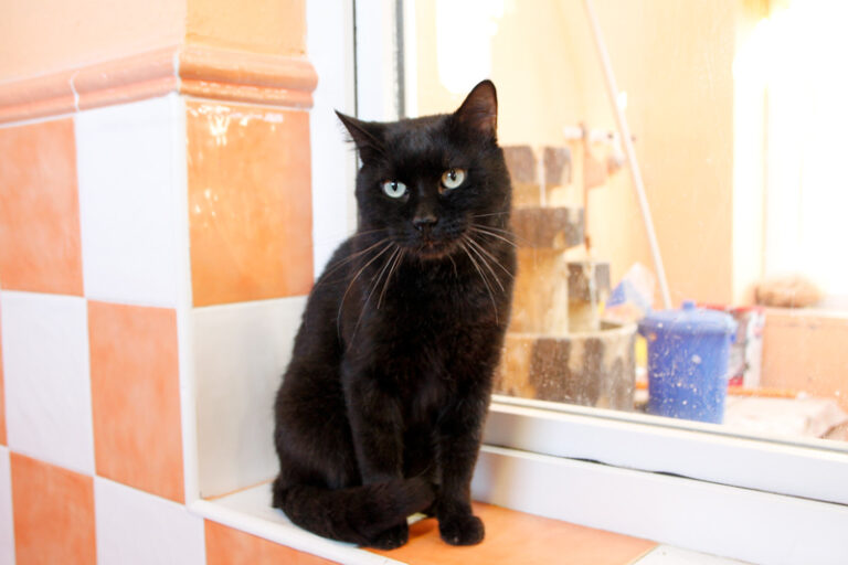 multimedia-foto60444-645-1