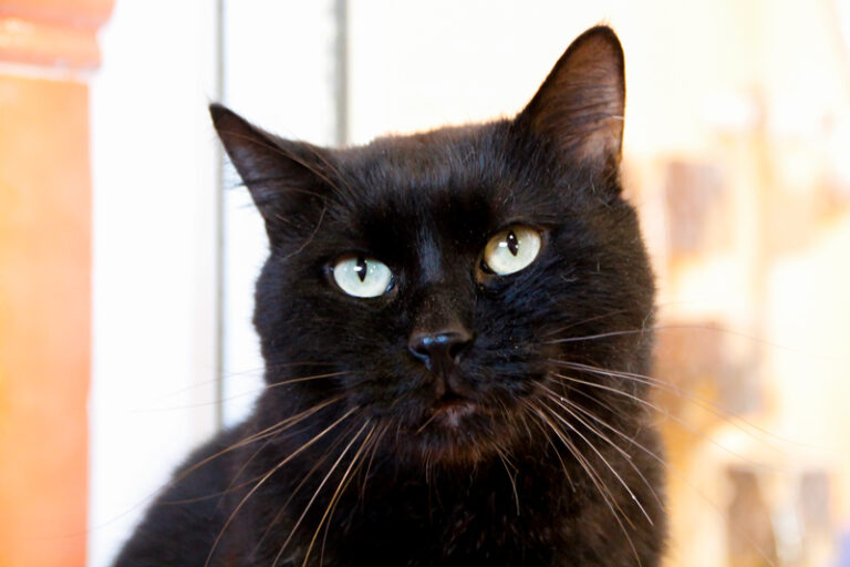 multimedia-foto60445-645-1