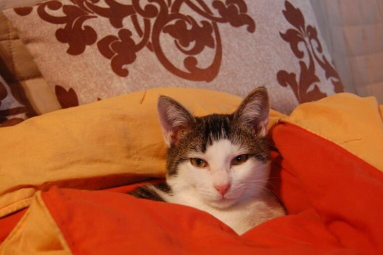 multimedia-foto60554-986-1