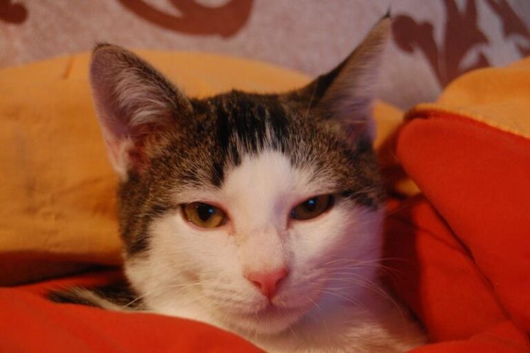 multimedia-foto60555-986-1