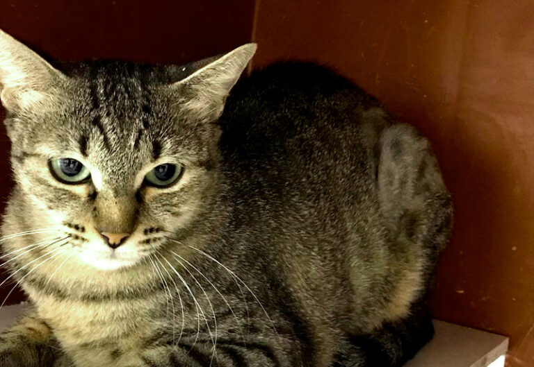 multimedia-foto60560-438-1