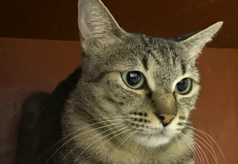 multimedia-foto60561-438-1