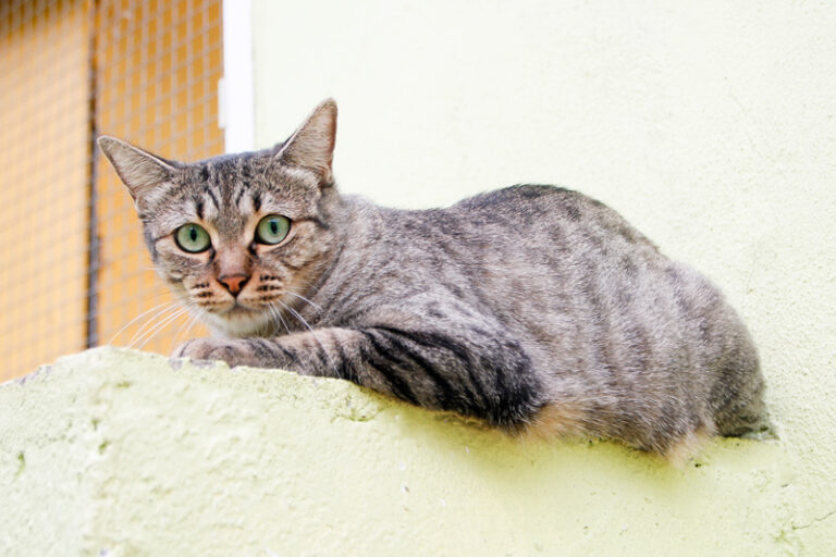 multimedia-foto60562-439-1