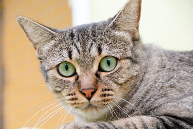 multimedia-foto60563-439-1