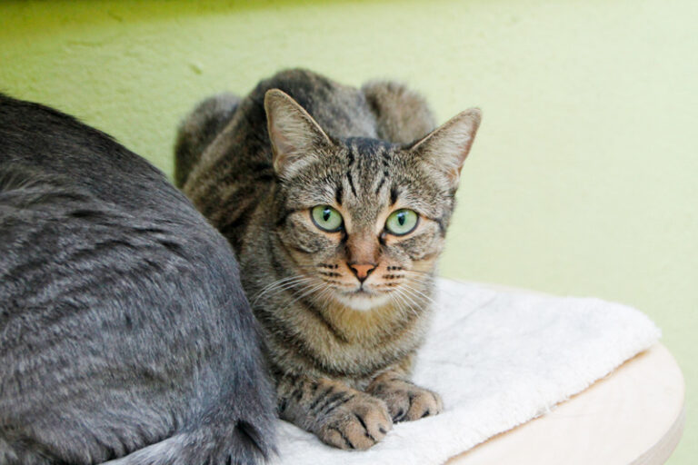 multimedia-foto60585-902-1