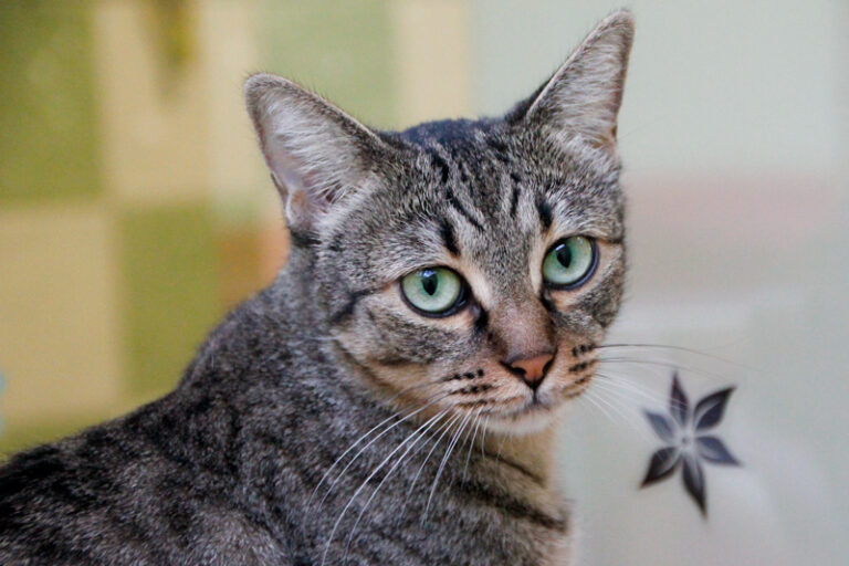 multimedia-foto60586-902-1