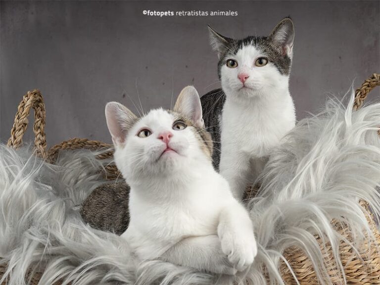 multimedia-foto60589-390-1