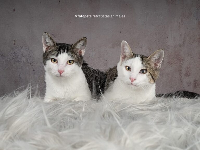 multimedia-foto60590-390-1