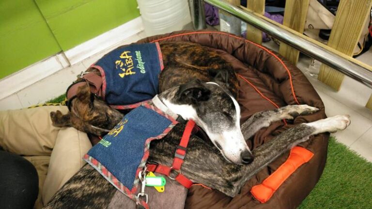 multimedia-foto60602-182-1