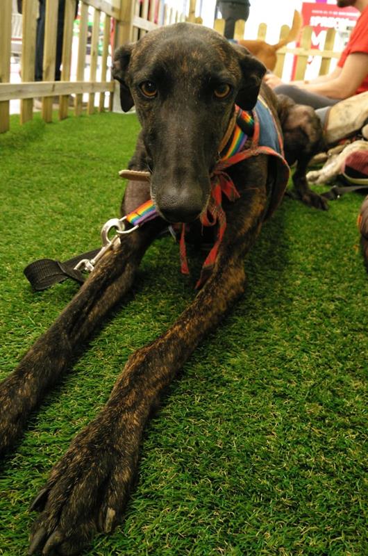 multimedia-foto60603-182-1