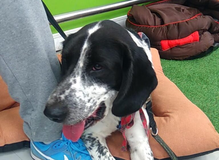 multimedia-foto60617-135-1