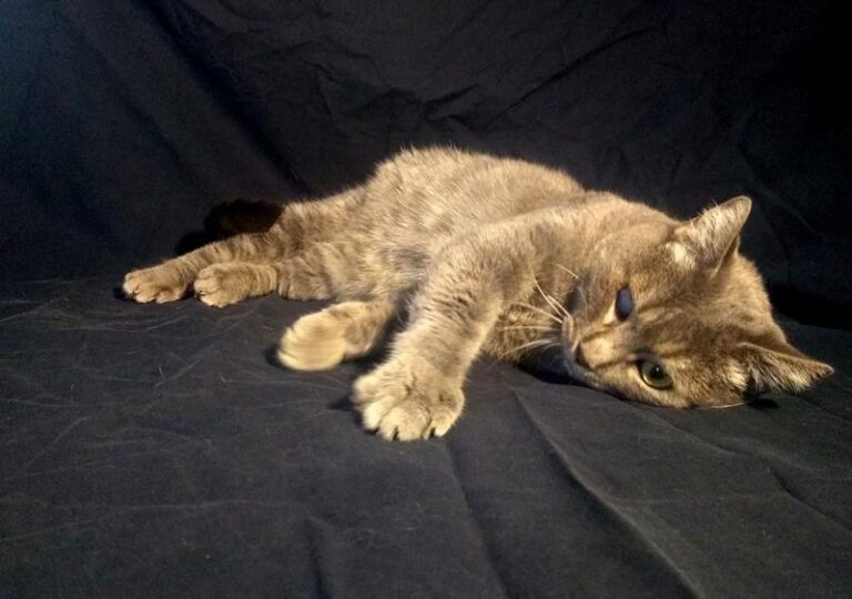 multimedia-foto60621-241-1